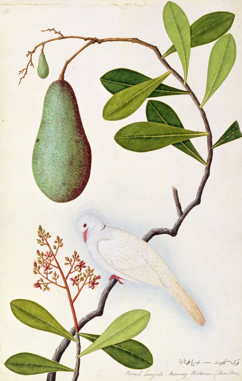 Java Dove أو Boorah Poutaran ، من رسوم الطيور من ملقا ، c.1805-18 (مرحاض على ورق) بواسطة المدرسة الصينية