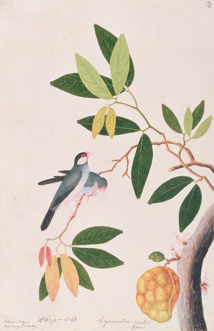 جافا سبارو ، من رسومات الطيور من ملقا ، ج 1805-18 (مرحاض على ورق) بواسطة المدرسة الصينية