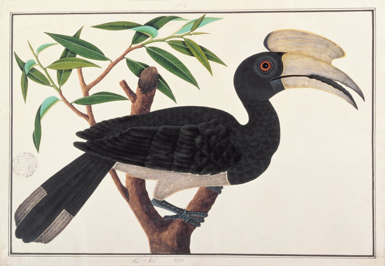 Ke-ke ، من رسومات الطيور من ملقا ، c.1805-18 (مرحاض على ورق) بواسطة المدرسة الصينية