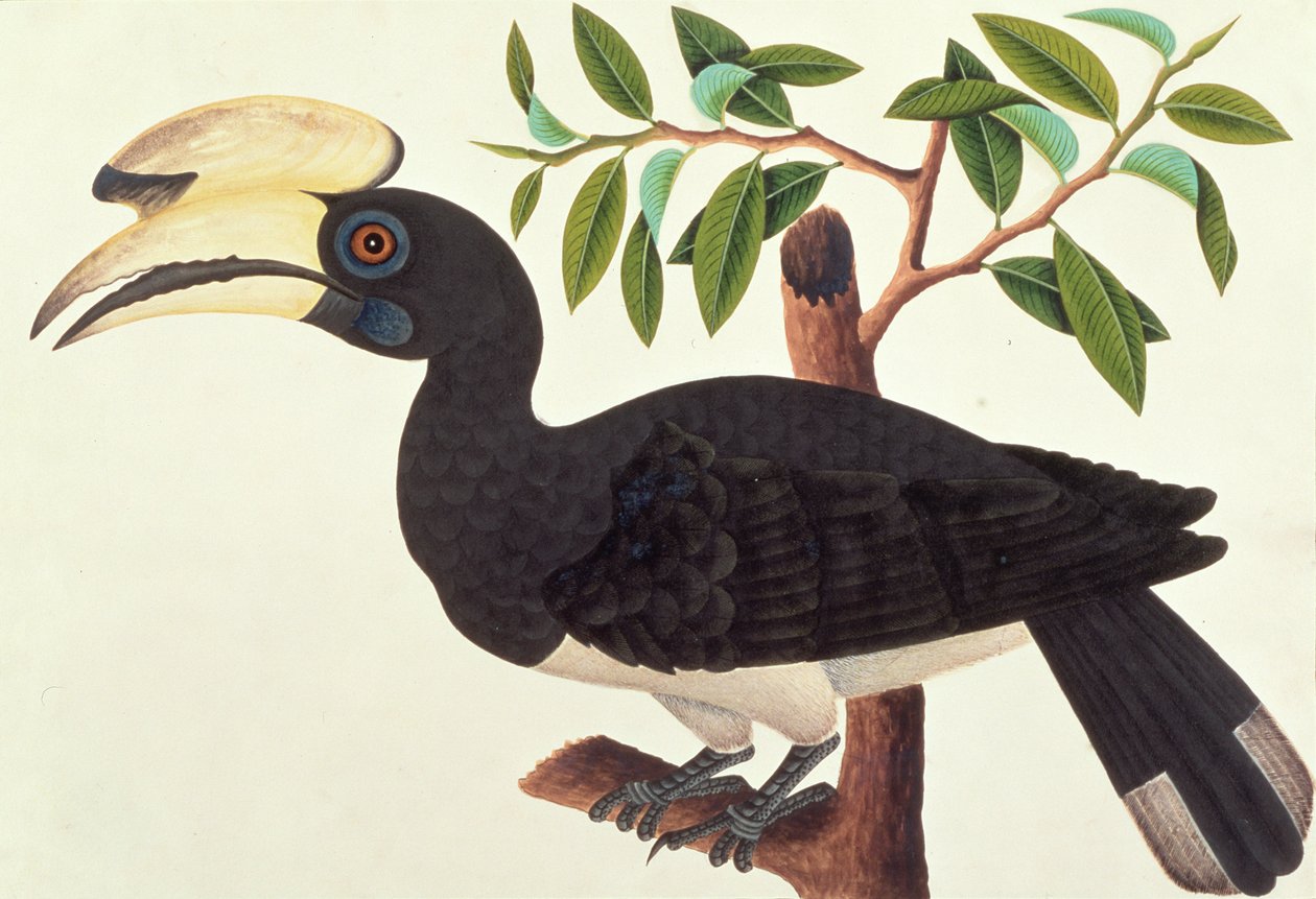 Ke-ke ، من رسومات الطيور من ملقا ، c.1805-18 (مرحاض على ورق) بواسطة المدرسة الصينية