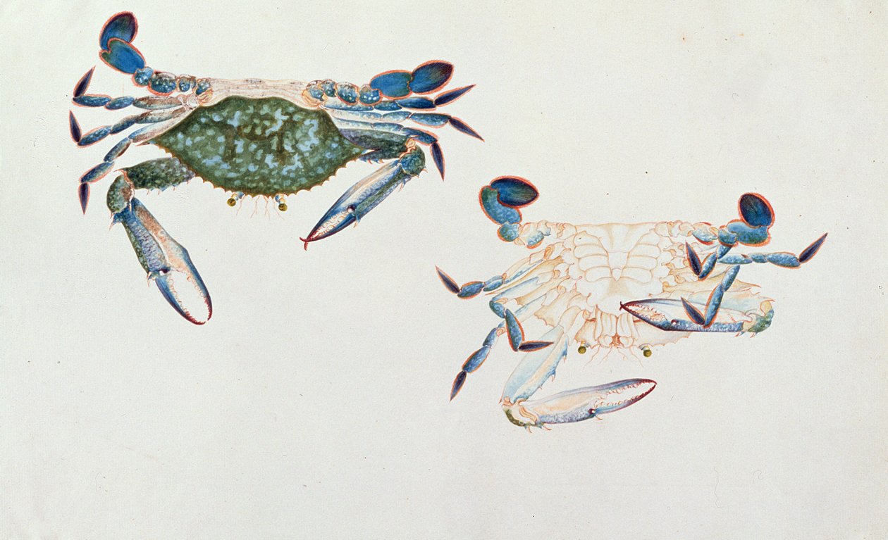 Ketam Rinyong ، من رسومات الحيوانات والحشرات والزواحف من ملقا ، c.1805-18 (مرحاض وغواش على ورق) بواسطة المدرسة الصينية