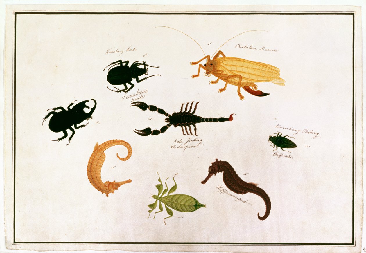 Koombang Kerbo ، Bielalan Dawon ، Kala Jinking ، Koombang Padang ، Hippocampus ، من رسومات الحيوانات والحشرات والزواحف من ملقا ، c.1805-18 (مرحاض وغواش على ورق) بواسطة المدرسة الصينية