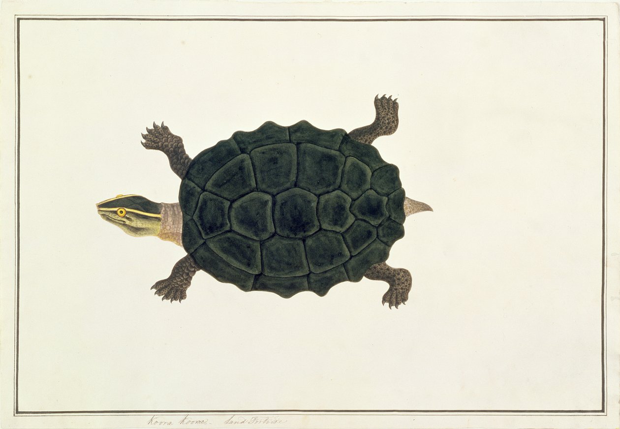 السلحفاة البرية ، Koora Koora ، من رسومات الحيوانات والحشرات والزواحف من ملقا ، c.1805-18 (مرحاض وغواش على ورق) بواسطة المدرسة الصينية