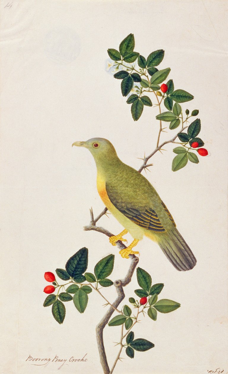 حمامة خضراء كبيرة ، من رسومات الطيور من ملقا ، ج 1805-18 (مرحاض على ورق) بواسطة المدرسة الصينية