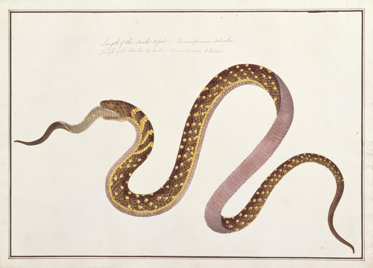 ثعبان كبير يأكل آخر ، من رسومات الحيوانات والحشرات والزواحف من ملقا ، ج 1805-18 (مرحاض وغواش على ورق) بواسطة المدرسة الصينية