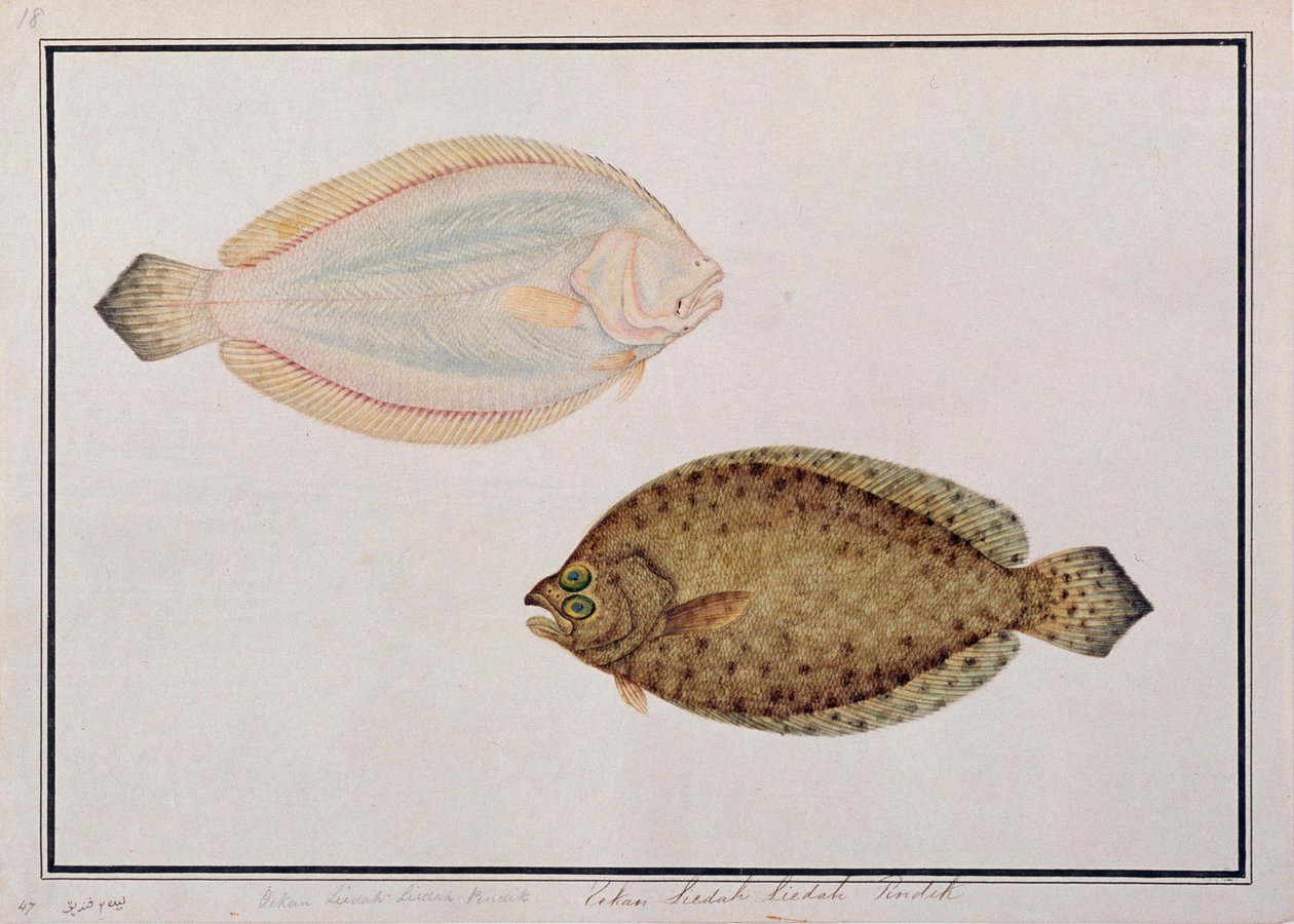 سمك مفلطح ذو أسنان كبيرة ، من رسومات أسماك من ملقا ، ج 1805-18 (مرحاض على ورق) بواسطة المدرسة الصينية