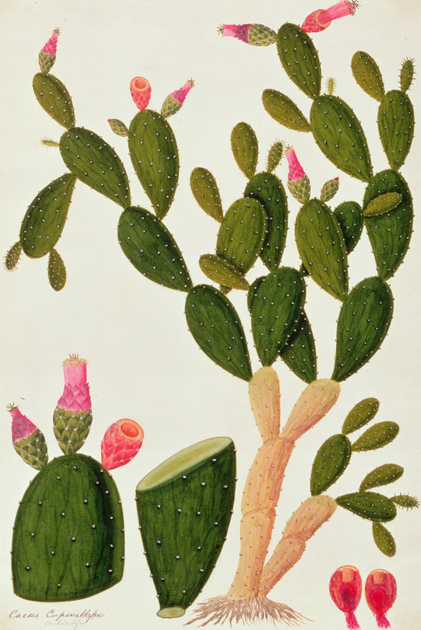 ليداه بداه ، Cardasse Cochenille ، من رسوم نباتات من ملقا ، c 18080-18 (مرحاض على ورق) بواسطة المدرسة الصينية