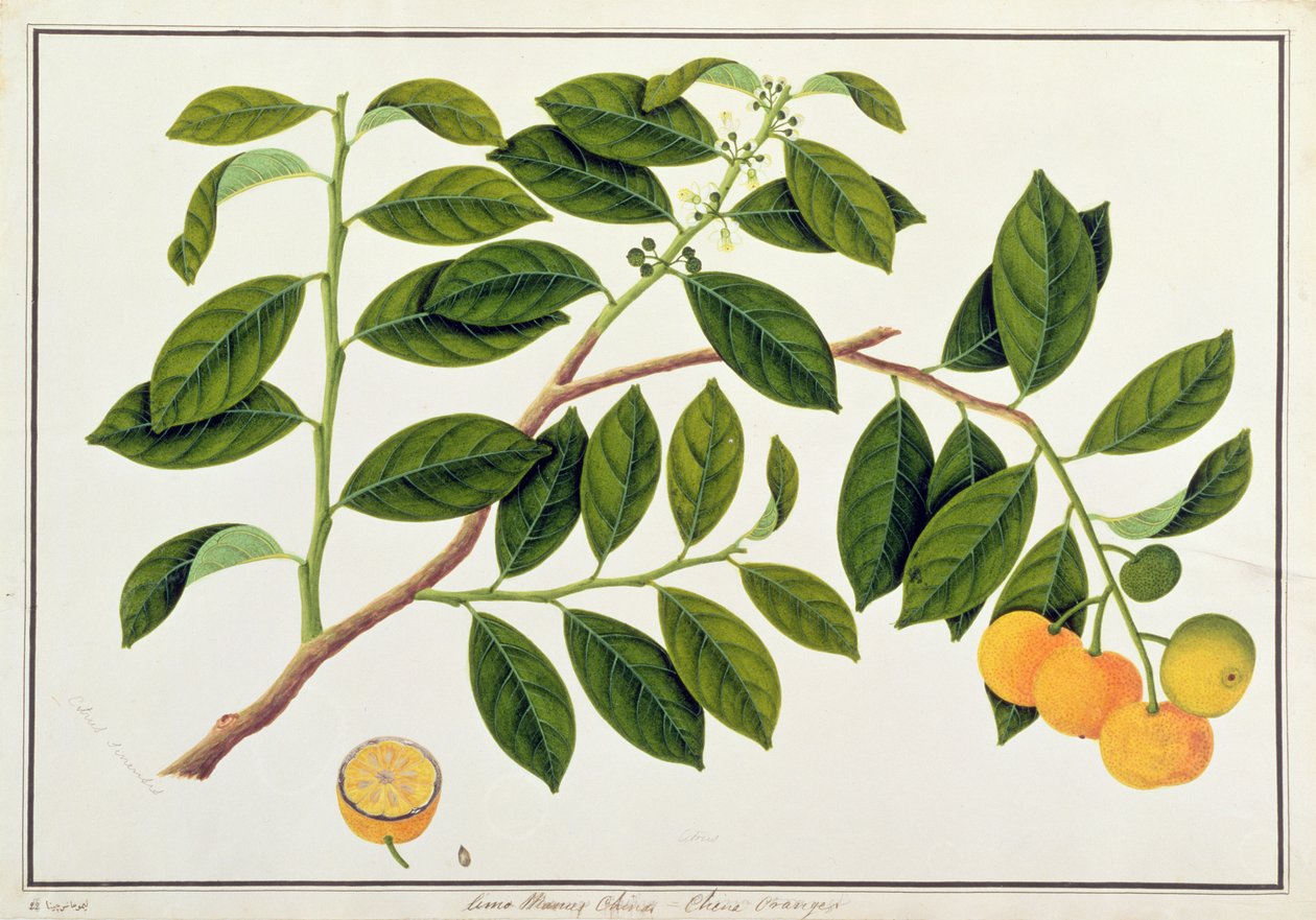 ليمو مانيز الصين أو البرتقال الصيني ، من رسومات نباتات من ملقا ، c.1805-18 (مرحاض على ورق) بواسطة المدرسة الصينية