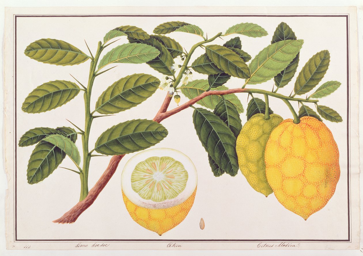 Limo Soe Sooe ، Atrong أو Citrus Medica ، من رسومات النباتات من ملقا ، c.1805-18 (مرحاض على ورق) بواسطة المدرسة الصينية