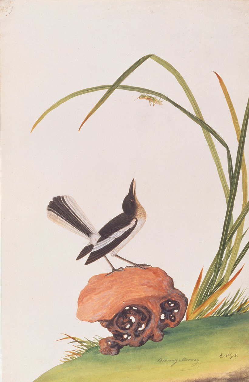 ماجي روبن ، من رسومات الطيور من ملقا ، ج 1805-18 (مرحاض على ورق) بواسطة المدرسة الصينية
