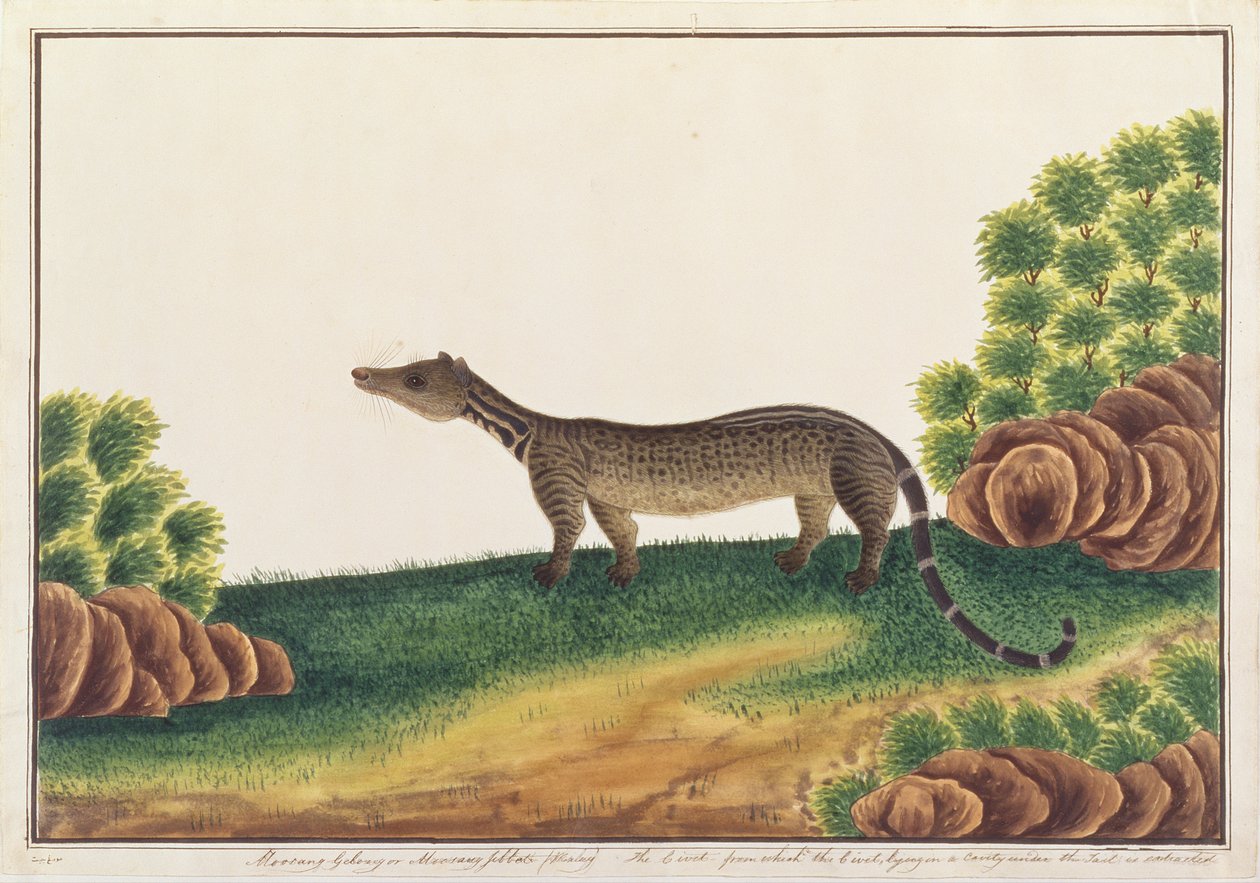 الملايو الزباد ، من رسومات الحيوانات والحشرات والزواحف من ملقا ، c.1805-18 (الغواش ومرحاض على الورق) بواسطة المدرسة الصينية