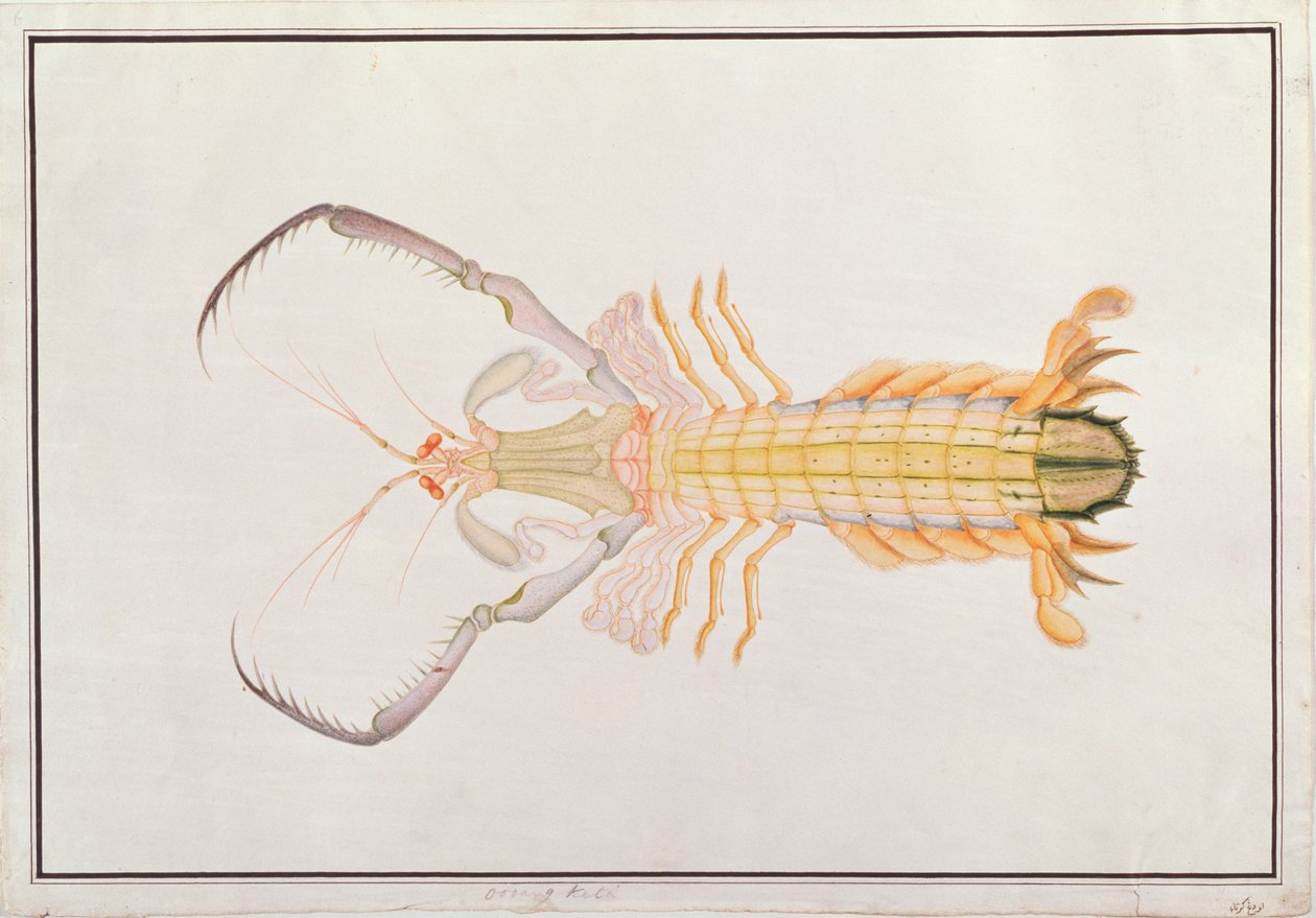 الروبيان السرعوف ، من رسومات الحيوانات والحشرات والزواحف من ملقا ، c 1805-18 (مرحاض وغواش على ورق) بواسطة المدرسة الصينية