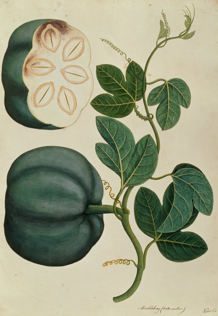 Mendickay أو Water Melon ، من رسوم نباتات من ملقا ، c.1805-18 (مرحاض على ورق) بواسطة المدرسة الصينية