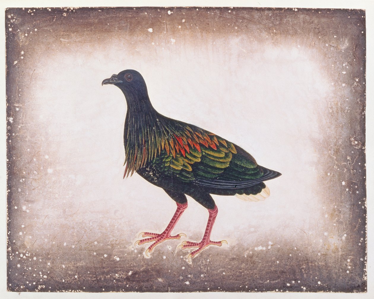 نيكوبار بيجون ، من رسومات الطيور من ملقا ، ج 1805-18 (مرحاض على ورق) بواسطة المدرسة الصينية