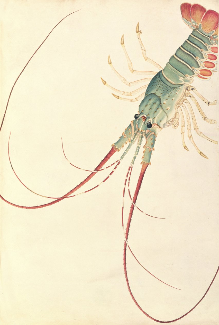Oodang Katik la-ote ، من رسومات الحيوانات والحشرات والزواحف من ملقا ، c.1805-18 (مرحاض وغواش على ورق) بواسطة المدرسة الصينية
