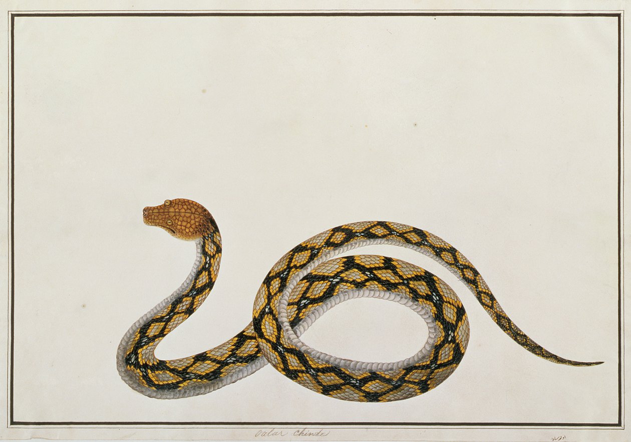 Oolur Chinde ، من رسومات الحيوانات والحشرات والزواحف من ملقا ، c.1805-18 (الغواش ومرحاض على الورق) بواسطة المدرسة الصينية