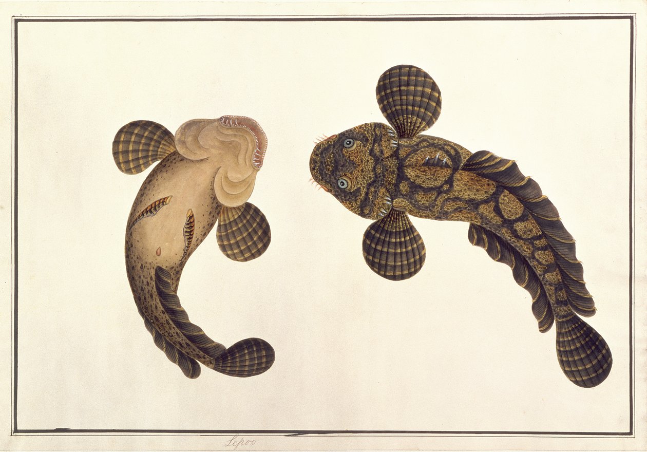 Oolur Sawa ، من رسومات الحيوانات والحشرات والزواحف من ملقا ، c.1805-18 (مرحاض وغواش على ورق) بواسطة المدرسة الصينية