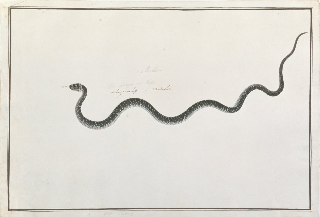 Oolur Tedong ، من رسومات الحيوانات والحشرات والزواحف من ملقا ، c.1805-18 (مرحاض وغواش على ورق) بواسطة المدرسة الصينية