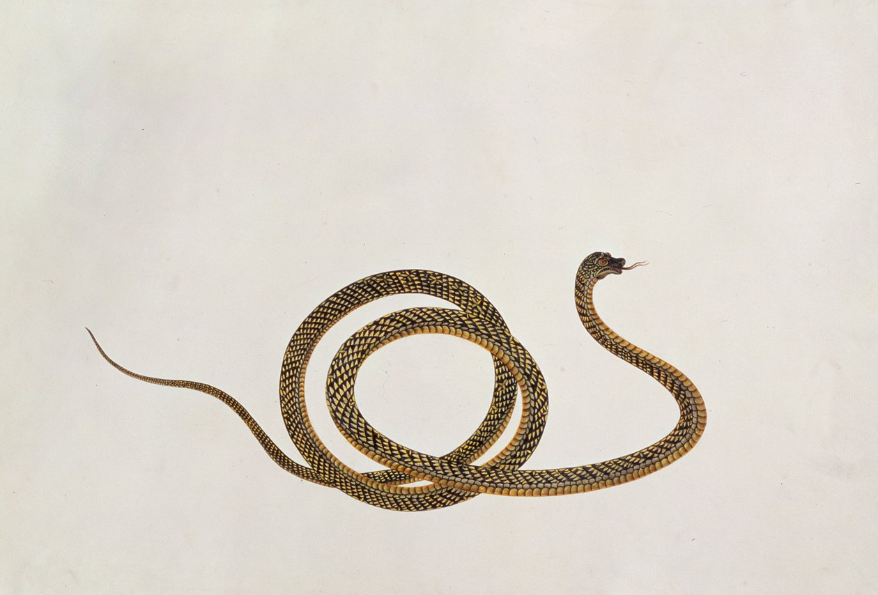 Oolur ، من رسومات الحيوانات والحشرات والزواحف من ملقا ، c.1805-18 (الغواش ومرحاض على الورق) بواسطة المدرسة الصينية