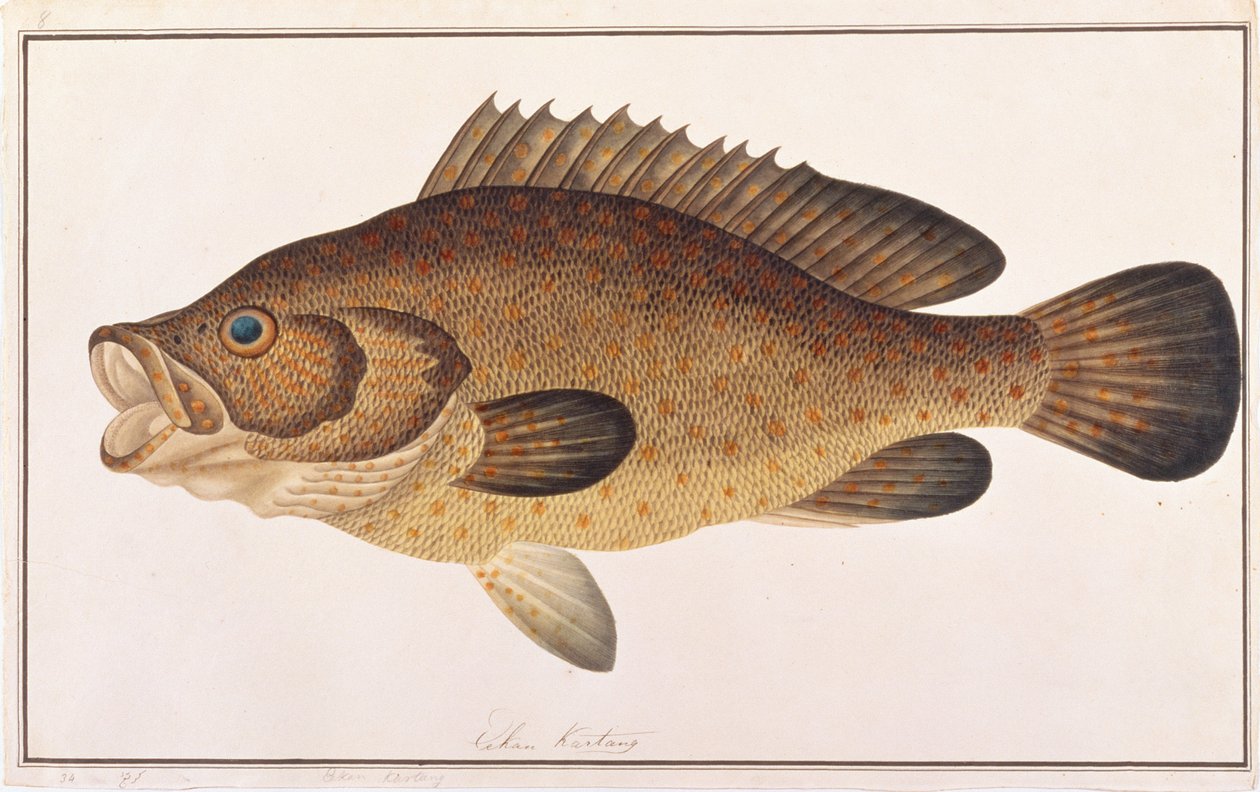 الهامور المرقط البرتقالي ، من رسومات أسماك من ملقا ، c.1805-18 (مرحاض على ورق) بواسطة المدرسة الصينية