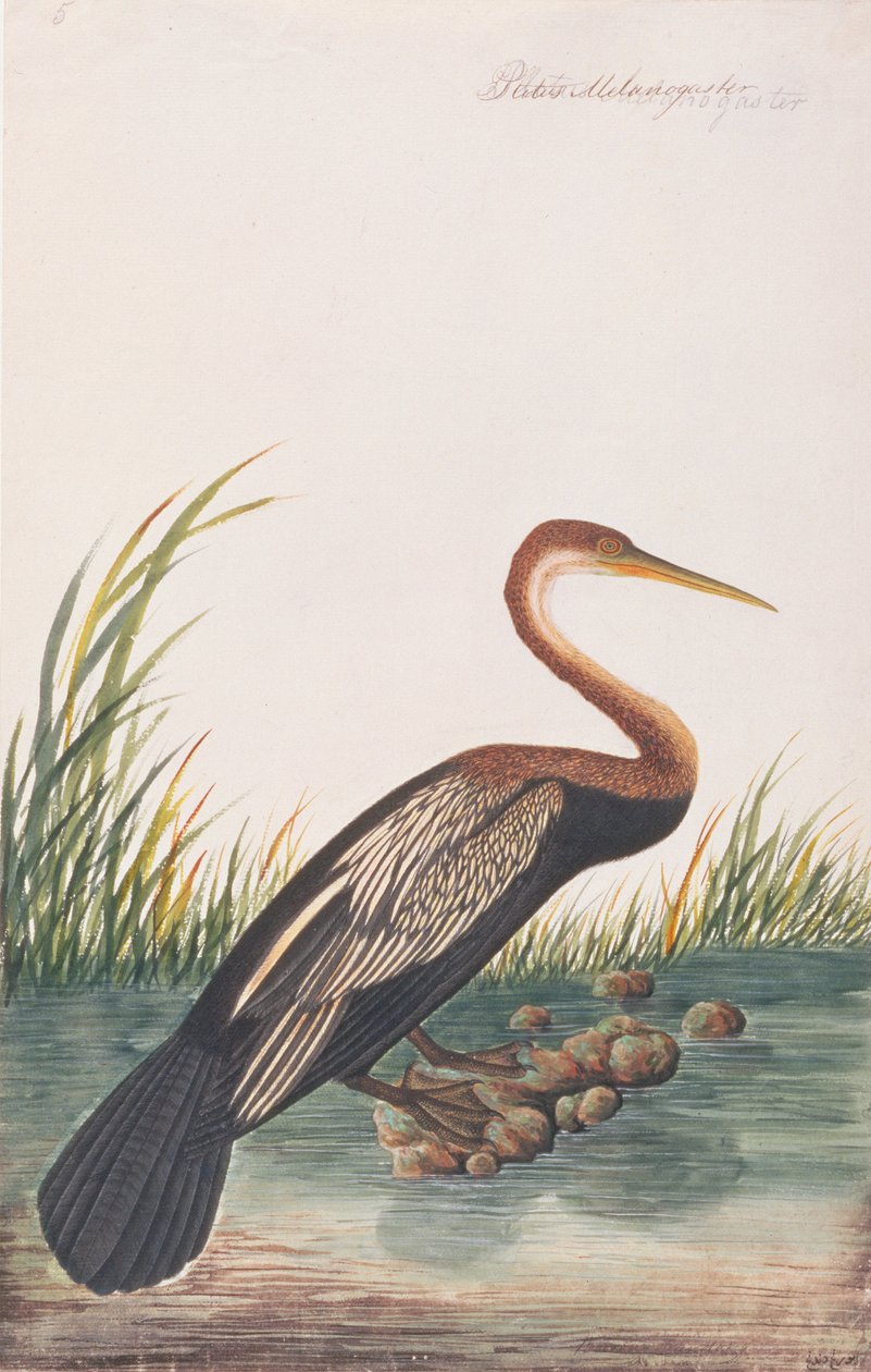 دارتر الشرقية ، من رسومات الطيور من ملقا ، ج 1805-18 (مرحاض على ورق) بواسطة المدرسة الصينية