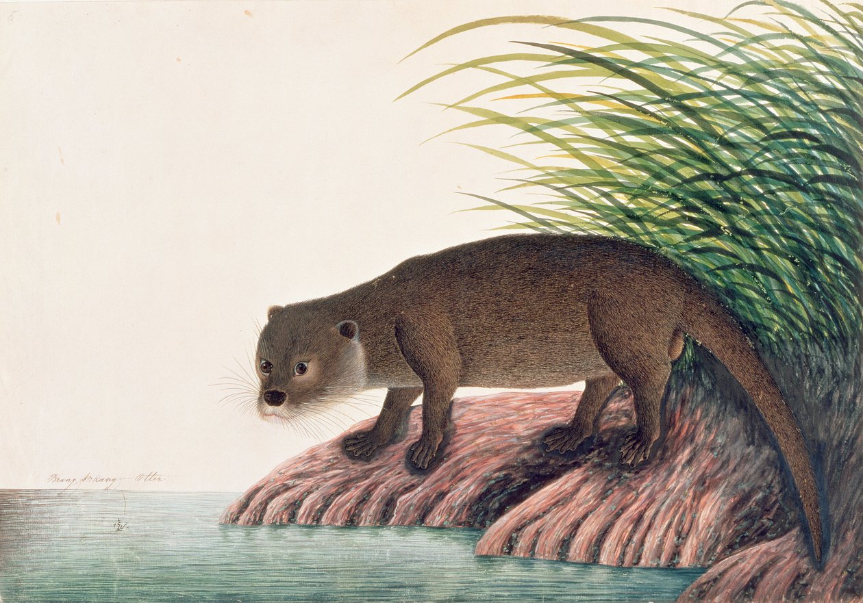 أوتر ، برانغ-برانغ ، من رسومات الحيوانات والحشرات والزواحف من ملقا ، c.1805-18 (مرحاض وغواش على ورق) بواسطة المدرسة الصينية