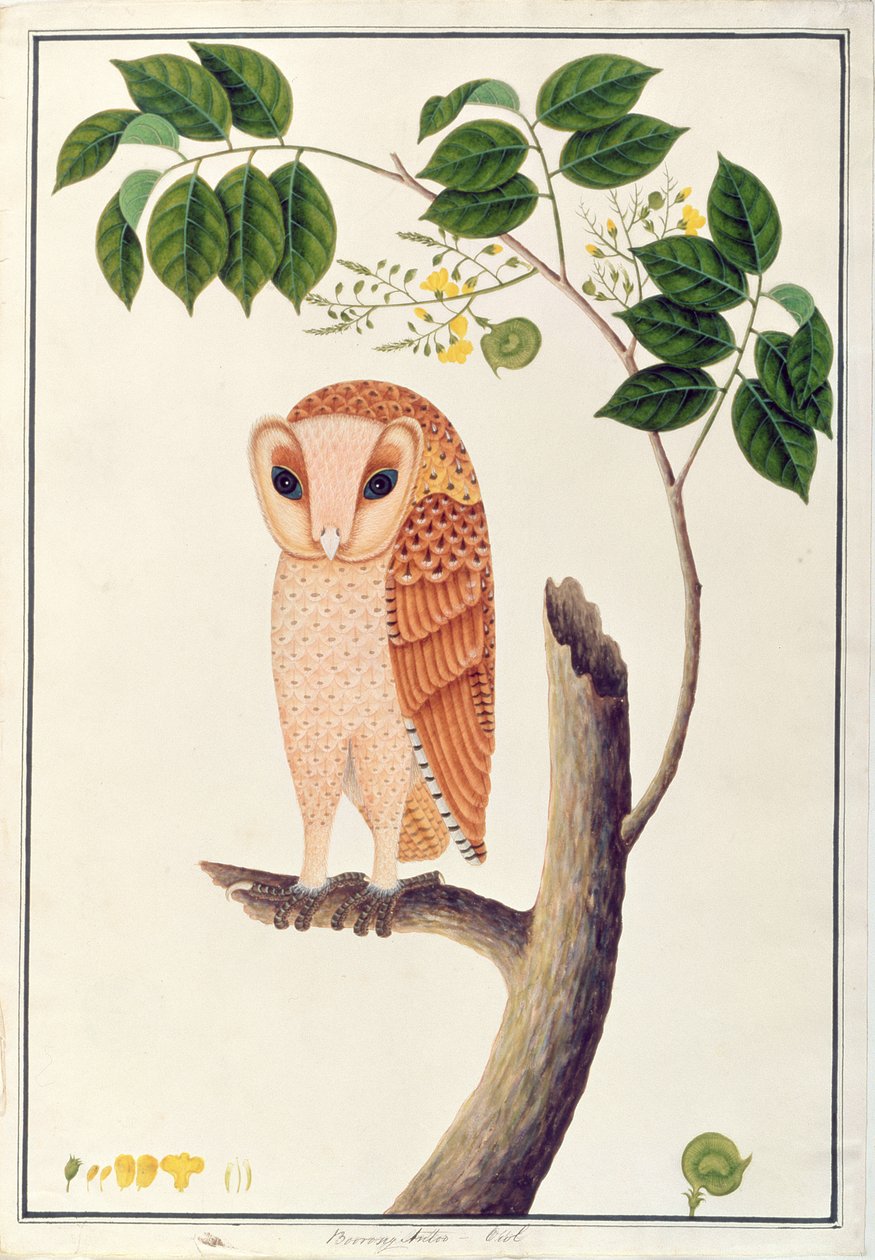 بومة ، Boorong antoo ، من رسومات الطيور من ملقا ، c.1805-18 (مرحاض على ورق) بواسطة المدرسة الصينية