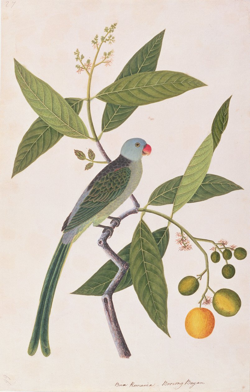 ببغاء ، من رسومات الطيور من ملقا ، ج 1805-18 (مرحاض على ورق) بواسطة المدرسة الصينية