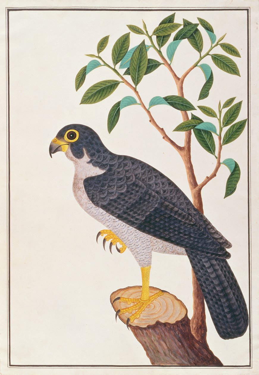 Peregrine Falcon ، من رسومات الطيور من ملقا ، ج 1805-18 (مرحاض على ورق) بواسطة المدرسة الصينية