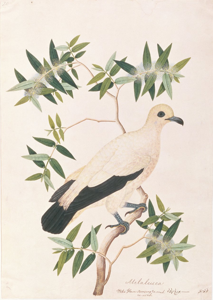 الحمام الإمبراطوري بييد ، من رسومات الطيور من ملقا ، c.1805-18 (مرحاض على ورق) بواسطة المدرسة الصينية