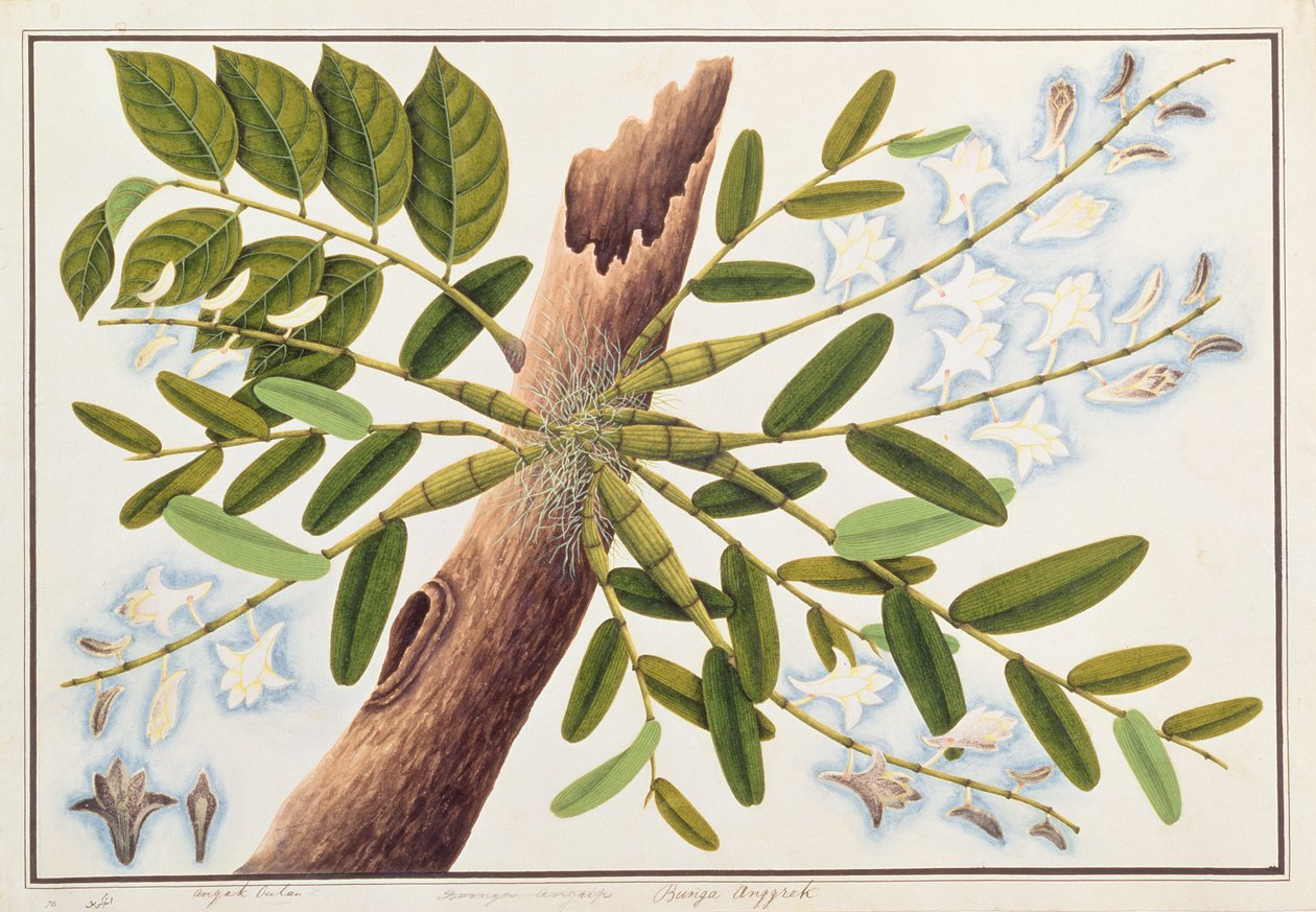 بيجون أوركيد ، من رسومات نباتات من ملقا ، ج 1805-18 (مرحاض على ورق) بواسطة المدرسة الصينية