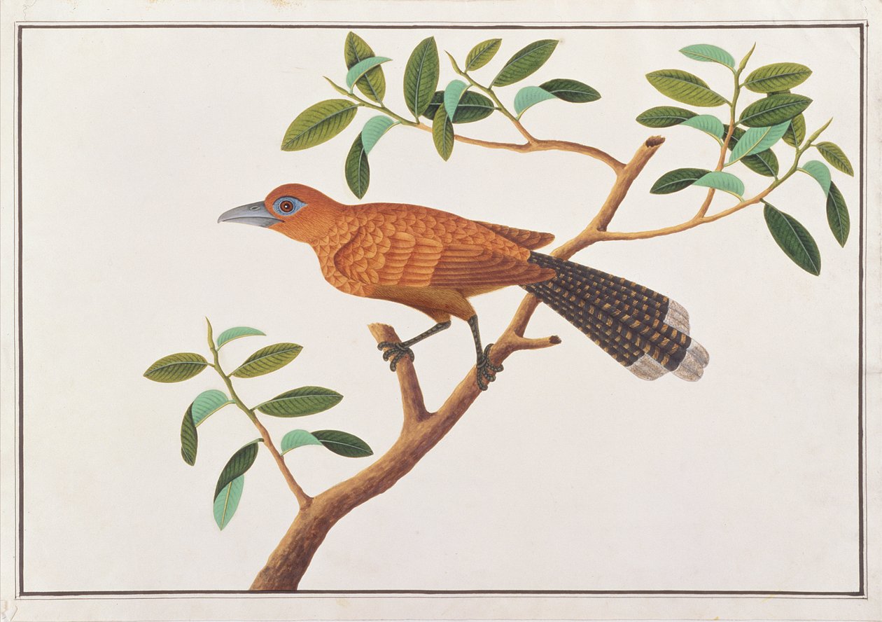 رافلز مالكوها ، من رسومات الطيور من ملقا ، ج 1805-18 (مرحاض على ورق) بواسطة المدرسة الصينية