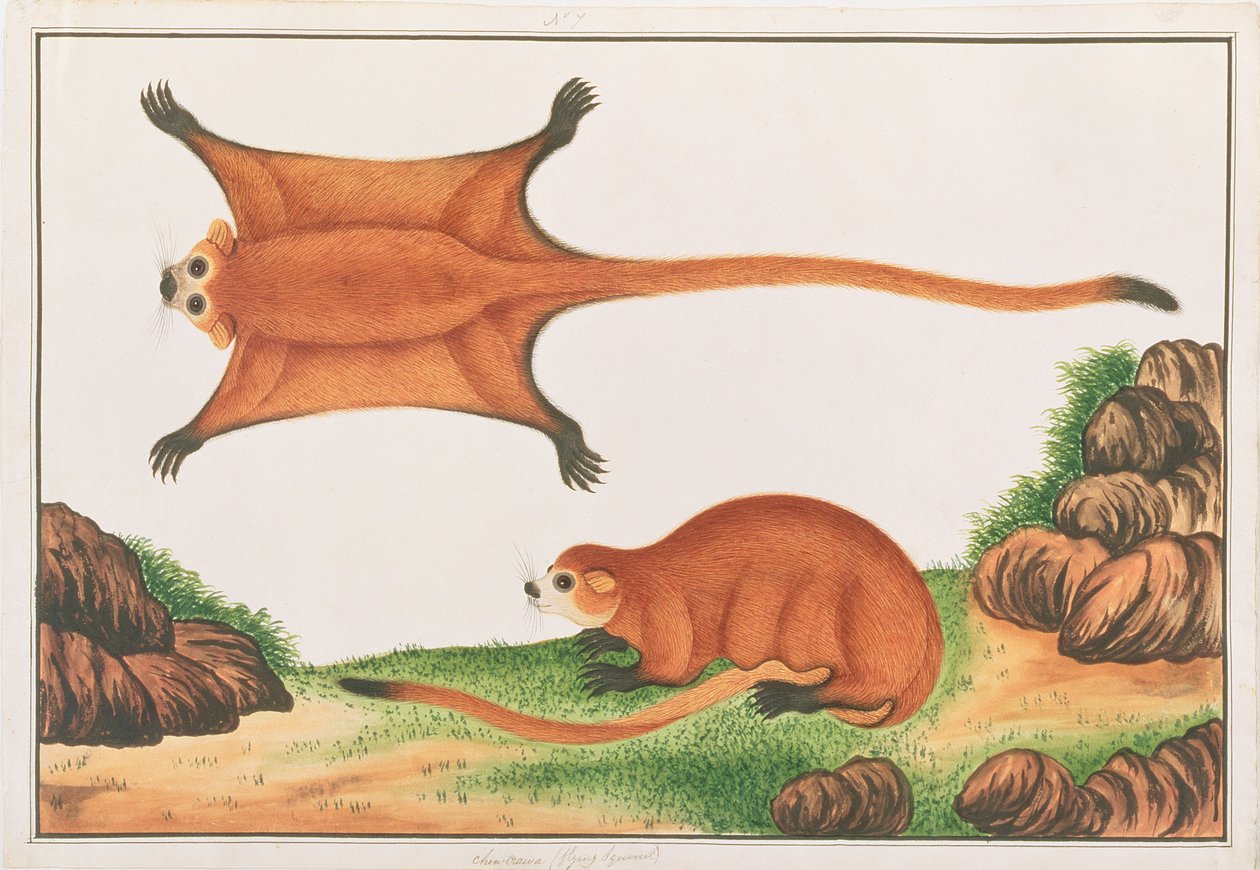السنجاب الطائر الأحمر العملاق ، من رسومات الحيوانات والحشرات والزواحف من ملقا ، c.1805-18 (مرحاض وغواش على ورق) بواسطة المدرسة الصينية