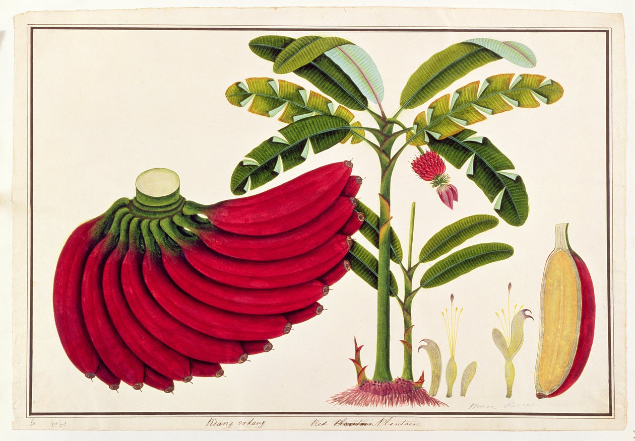 Red Plantain ، Pisang oodang ، من رسوم نباتات من ملقا ، c.1805-18 (مرحاض على ورق) بواسطة المدرسة الصينية