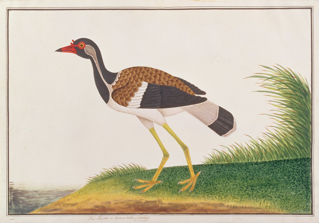 لابوينج ذو الوحوش الحمراء ، من رسومات الطيور من ملقا ، c.1805-18 (مرحاض على ورق) بواسطة المدرسة الصينية