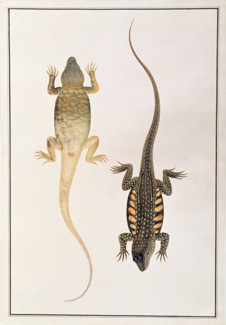 الزواحف ، من رسومات الحيوانات والحشرات والزواحف من ملقا ، c.1805-18 (مرحاض وغواش على ورق) بواسطة المدرسة الصينية