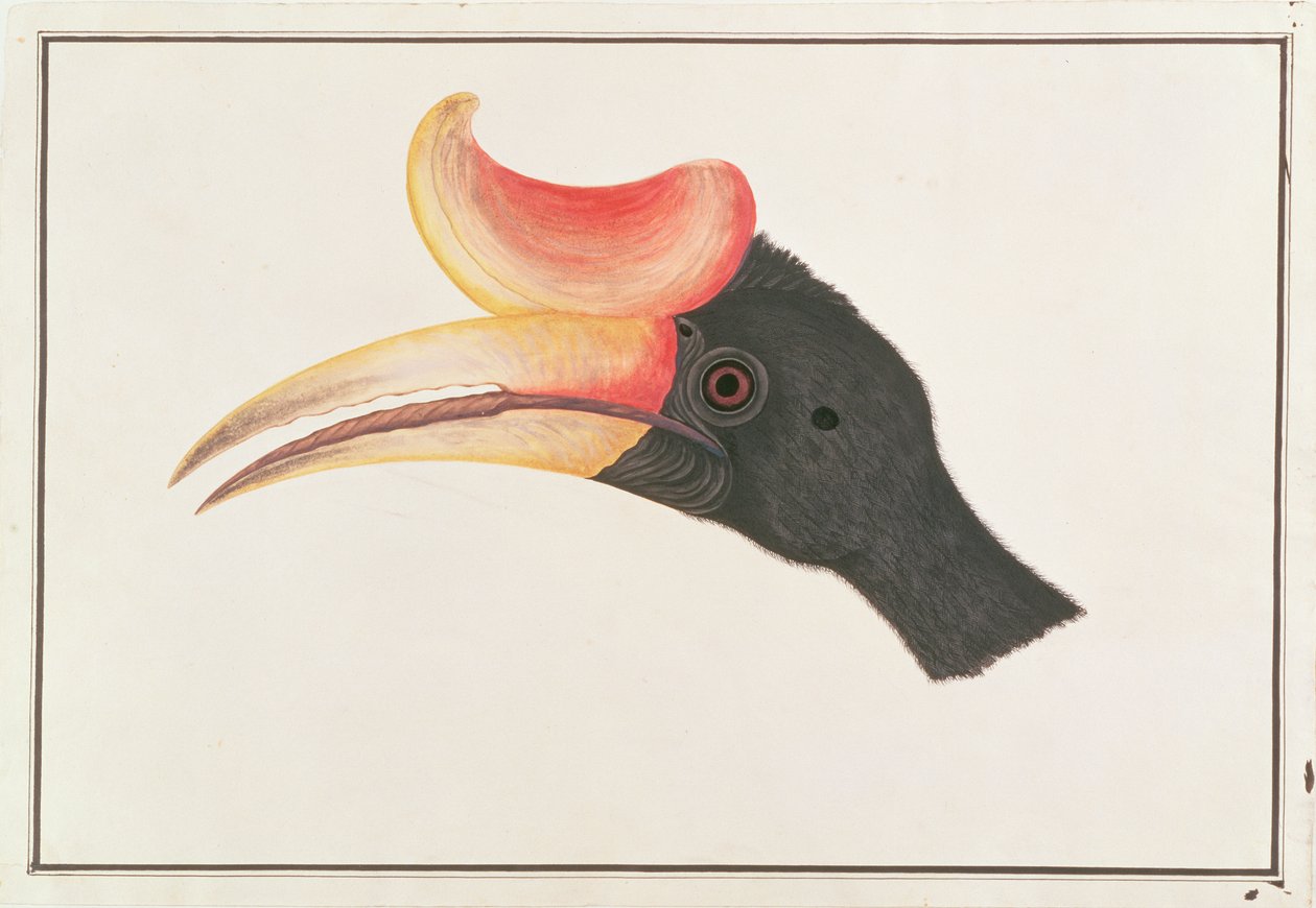 وحيد القرن هورنبيل ، من رسومات الطيور من ملقا ، c.1805-18 (مرحاض على ورق) بواسطة المدرسة الصينية
