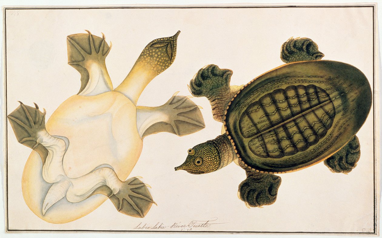 نهر السلاحف ، Labie Labu ، من رسومات الحيوانات والحشرات والزواحف من ملقا ، c.1805-18 (الغواش ومرحاض على الورق) بواسطة المدرسة الصينية