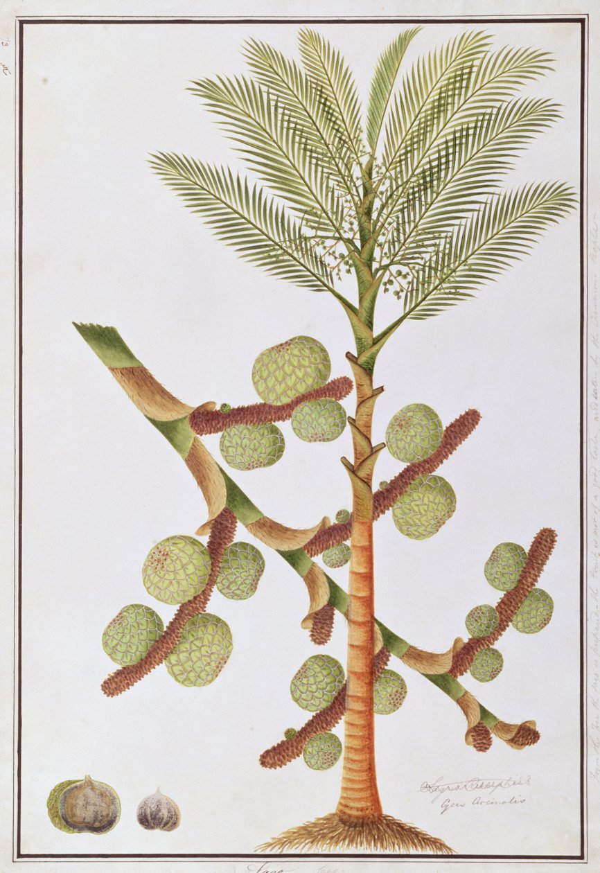 ساجو ، من رسومات النباتات من ملقا ، ج 1805-18 (مرحاض على ورق) بواسطة المدرسة الصينية