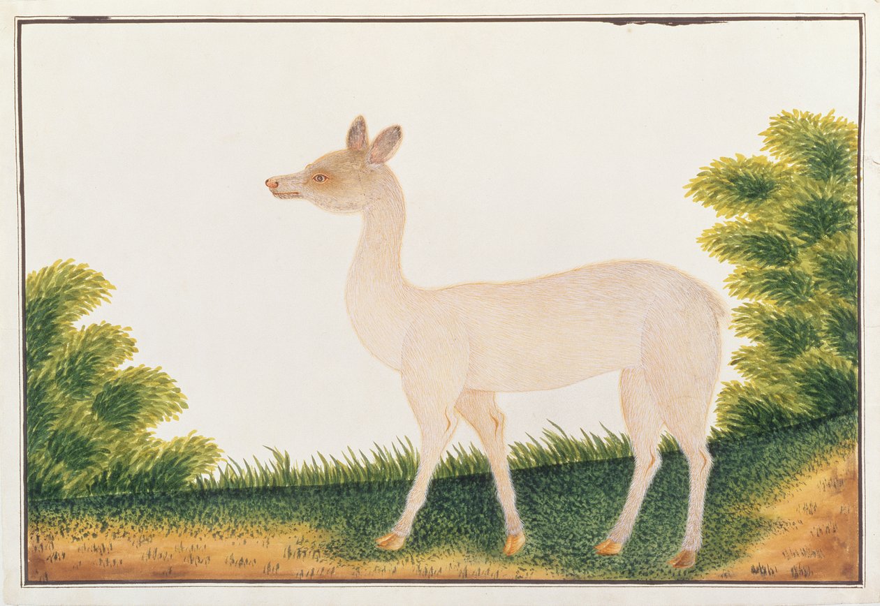 سامبار دير ، من رسومات الحيوانات والحشرات والزواحف من ملقا ، c 18080-18 (مرحاض وغواش على ورق) بواسطة المدرسة الصينية