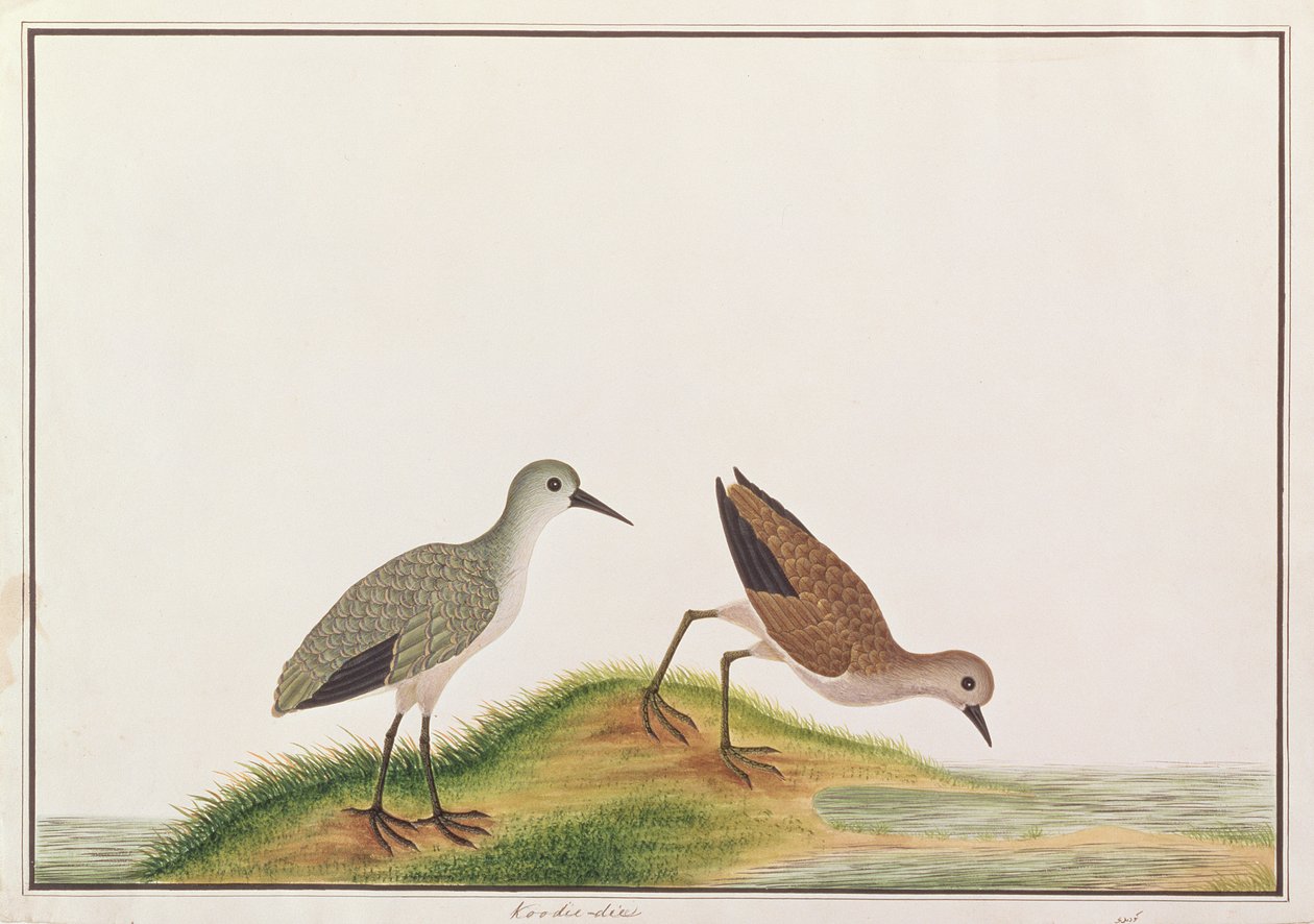 Sandpiper ، من رسومات الطيور من ملقا ، ج 1805-18 (مرحاض على ورق) بواسطة المدرسة الصينية
