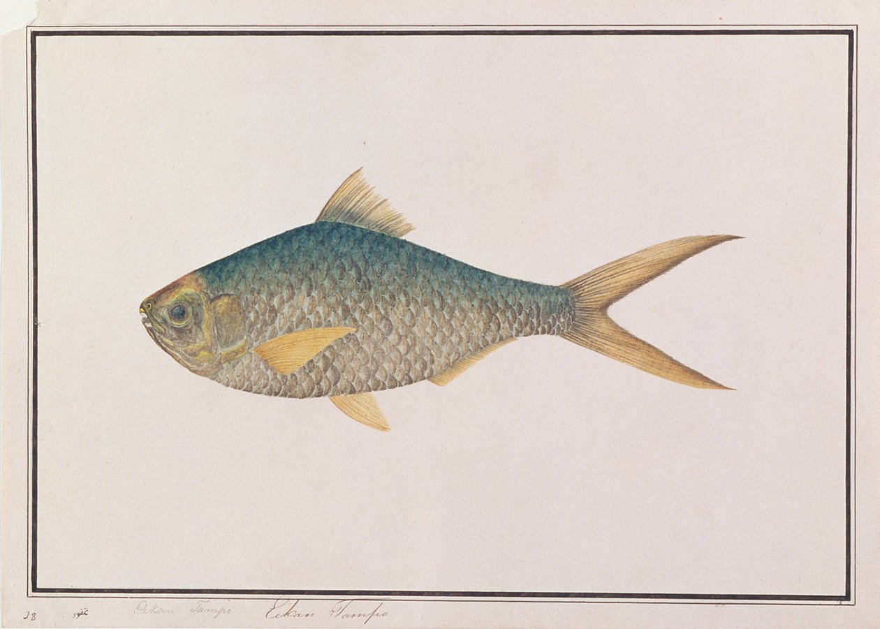 شاد ، من رسومات أسماك من ملقا ، ج 1805-18 (مرحاض على ورق) بواسطة المدرسة الصينية