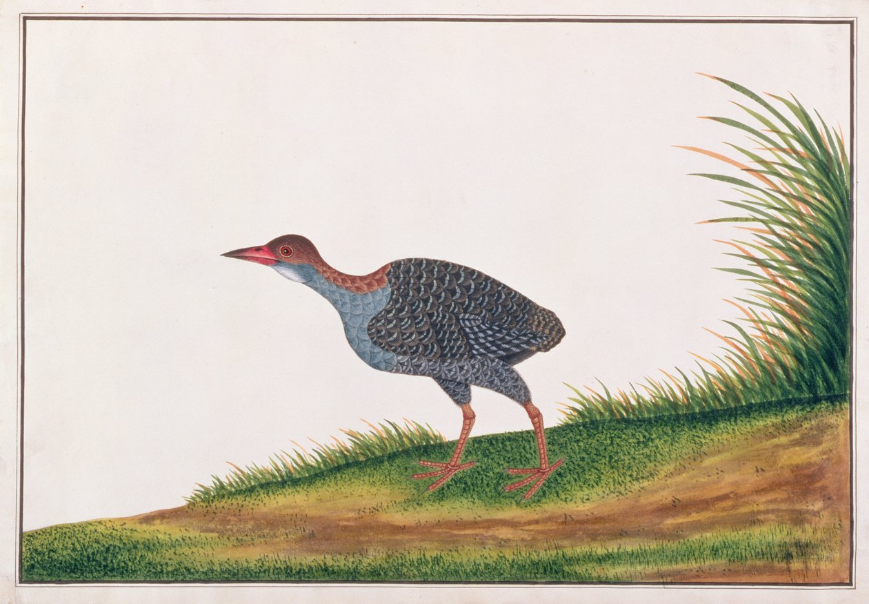 السكك الحديدية ذات الصدر Slaty ، من رسومات الطيور من ملقا ، c.1805-18 (مرحاض على ورق) بواسطة المدرسة الصينية