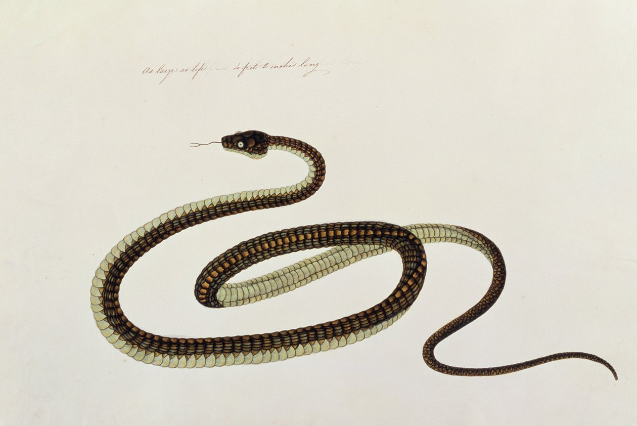 ثعبان ، من رسومات الحيوانات والحشرات والزواحف من ملقا ، c.1805-18 (الغواش ومرحاض على الورق) بواسطة المدرسة الصينية