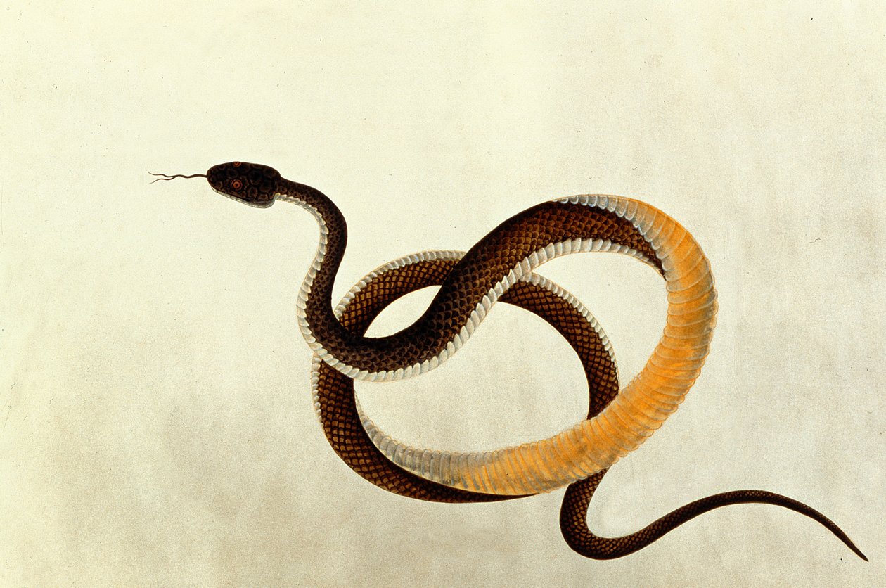 ثعبان ، من رسومات الحيوانات والحشرات والزواحف من ملقا ، 1805-18 (مرحاض وغواش على ورق) بواسطة المدرسة الصينية