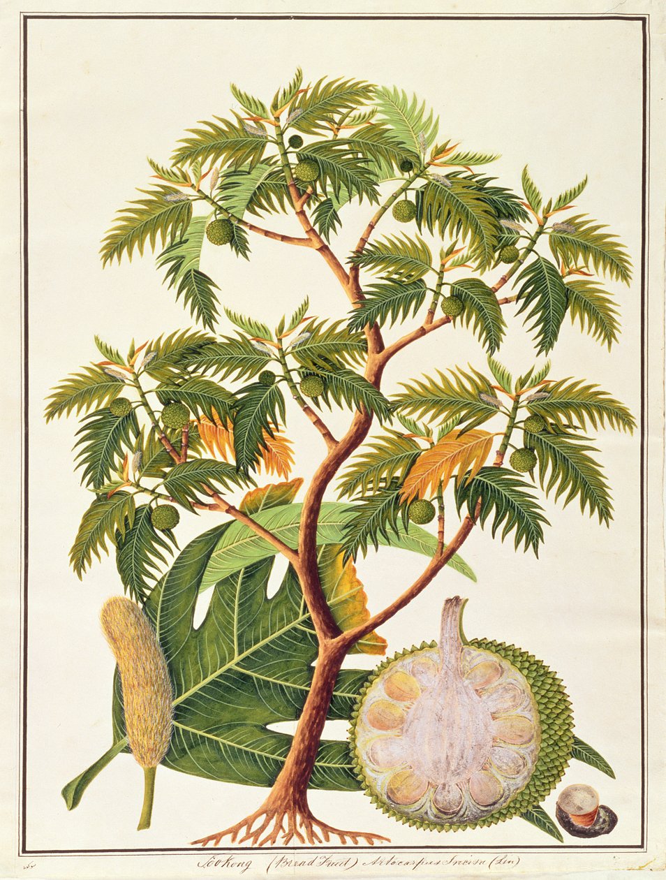 Sookong (Bread Fruit) و Artocarpus Incisa (Lin) من رسومات النباتات من ملقا ، c.1805-18 (مرحاض على ورق) بواسطة المدرسة الصينية