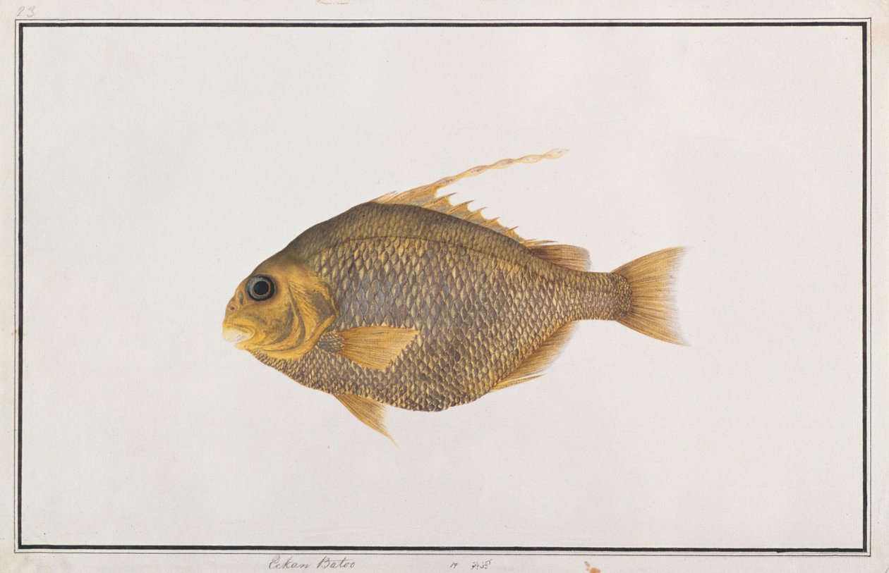 Spadefish ، من رسومات الأسماك من ملقا ، ج 1805-18 (مرحاض على ورق) بواسطة المدرسة الصينية