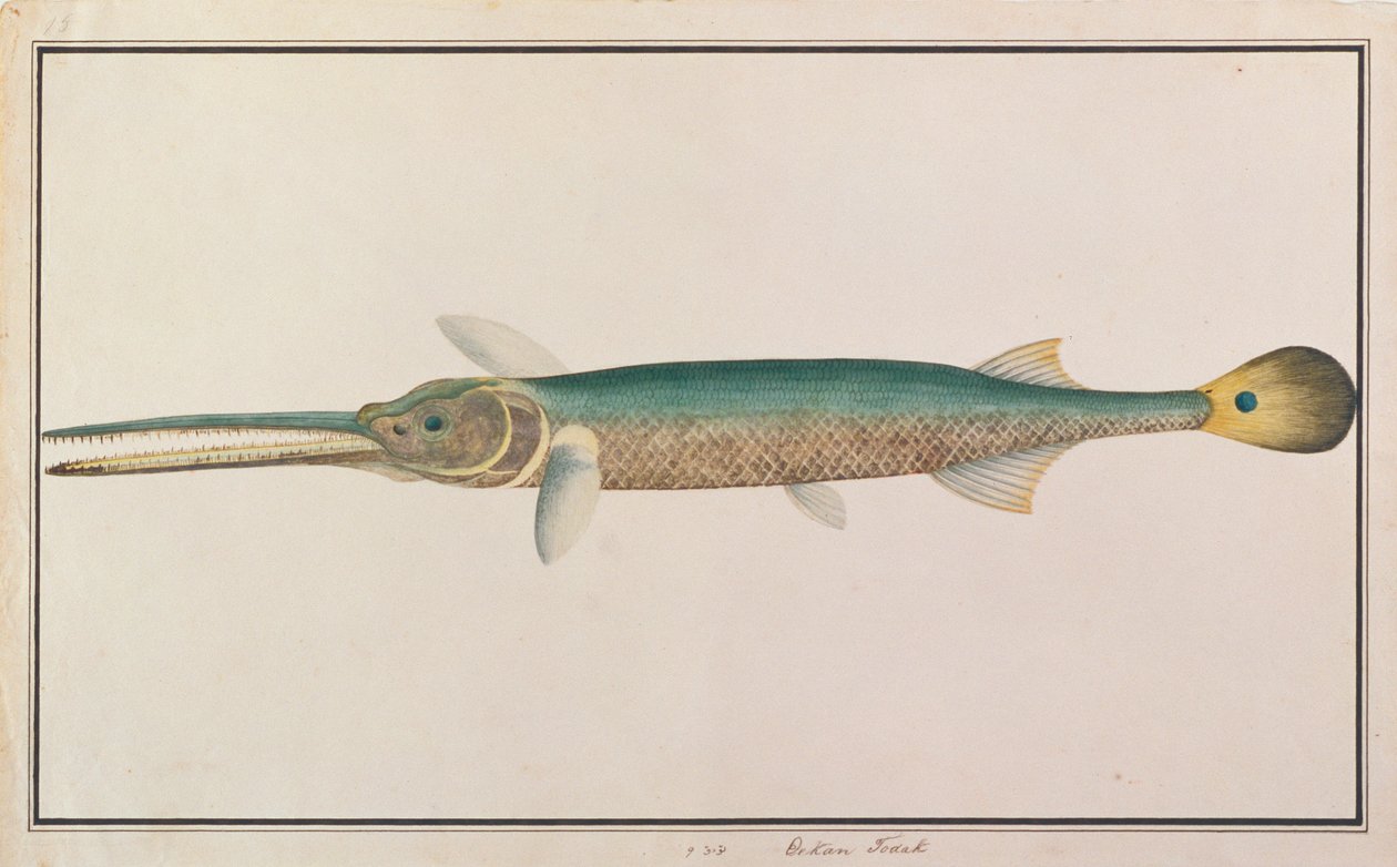 Needlefish Spottail ، من رسومات الأسماك من ملقا ، c.1805-18 (مرحاض على ورق) بواسطة المدرسة الصينية