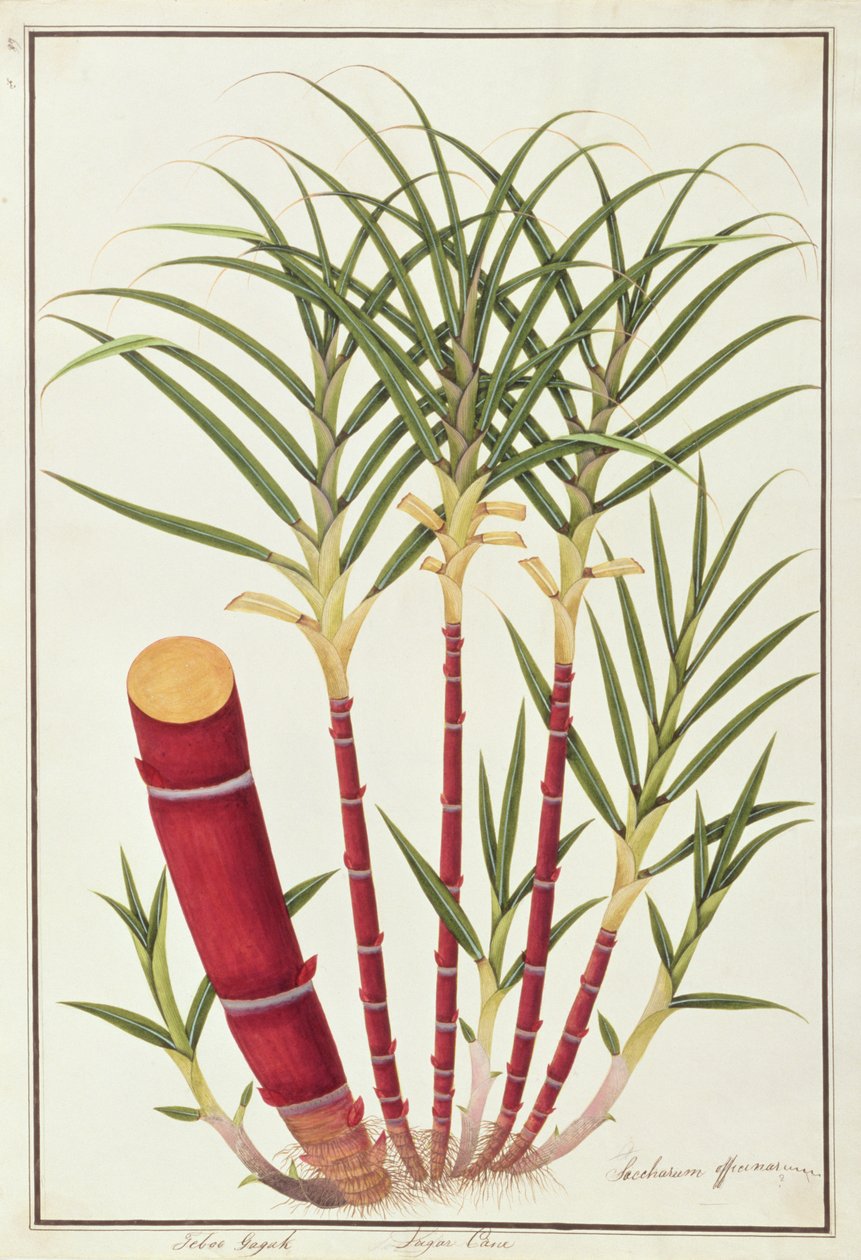 قصب السكر ، Teboo Gagak ، من رسوم نباتات من ملقا ، c.1805-18 (مرحاض على ورق) بواسطة المدرسة الصينية