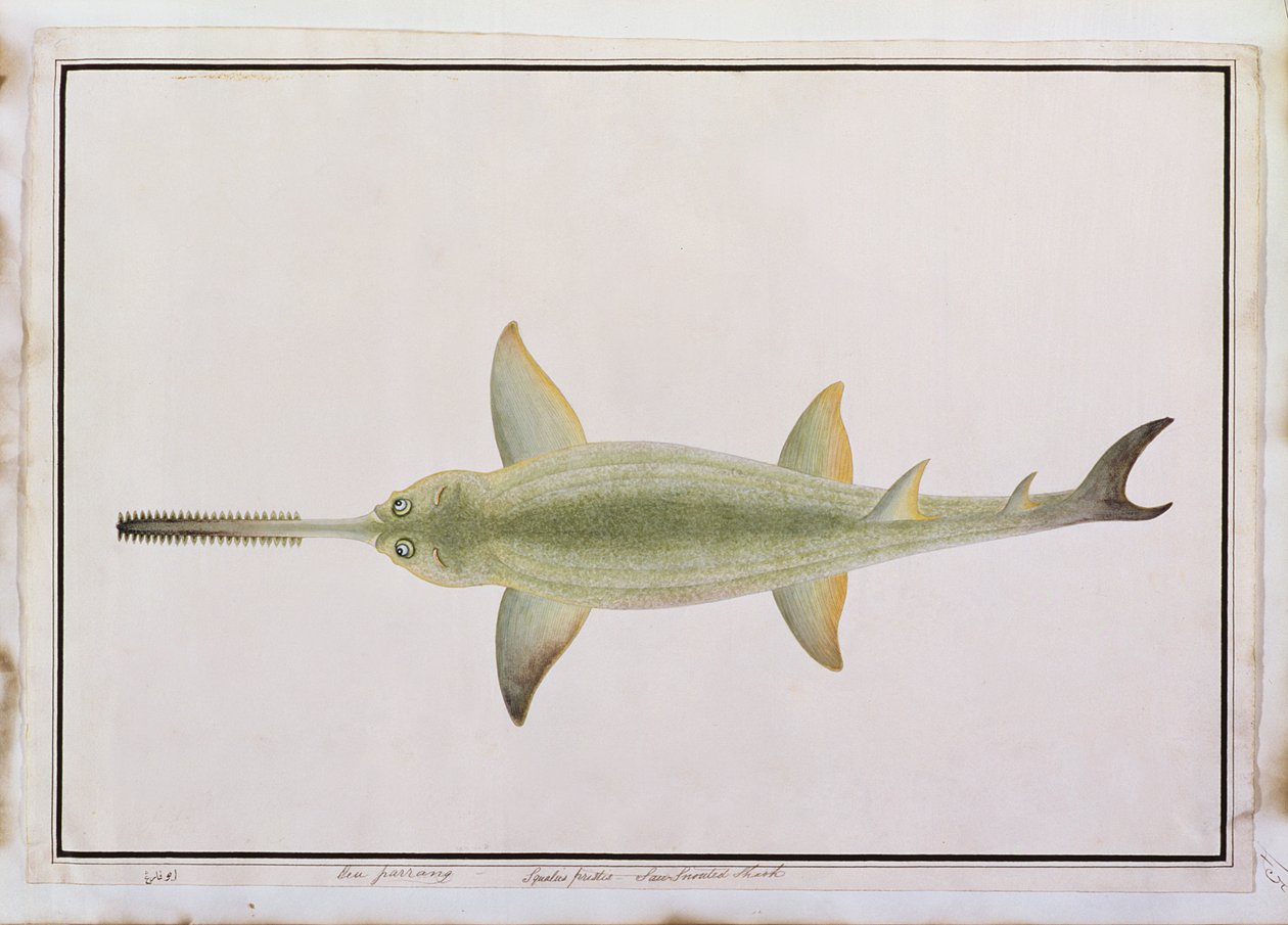 Sword Snouted Shark ، Eeu parrang ، Squalus poristis ، من رسومات أسماك من ملقا ، c.1805-18 (مرحاض على ورق) بواسطة المدرسة الصينية